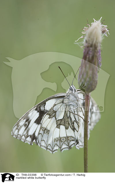 marbled white butterfly / THA-03398