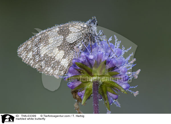 marbled white butterfly / THA-03399