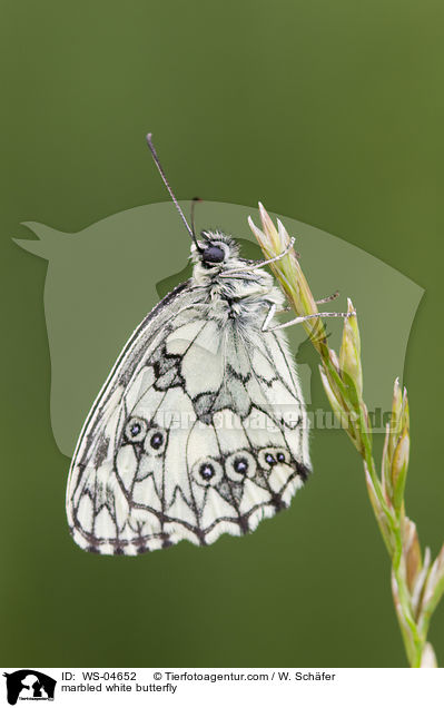 marbled white butterfly / WS-04652