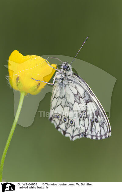 marbled white butterfly / WS-04653