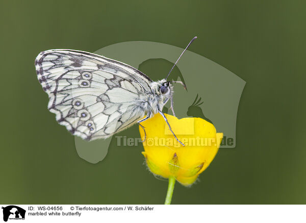 marbled white butterfly / WS-04656