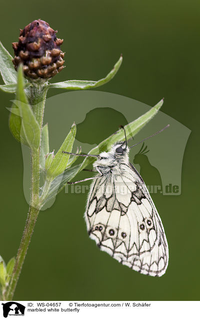 marbled white butterfly / WS-04657