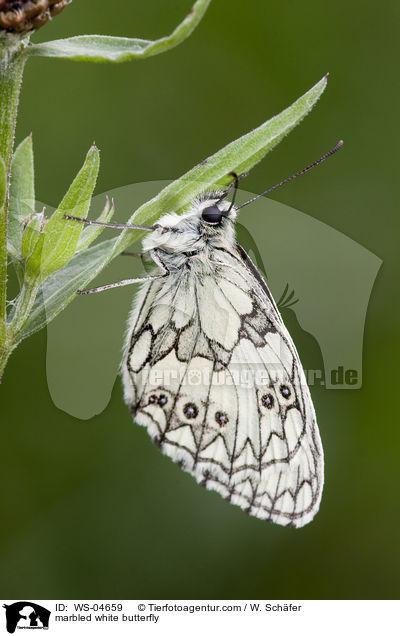 marbled white butterfly / WS-04659