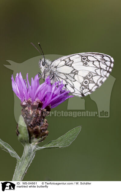 marbled white butterfly / WS-04661