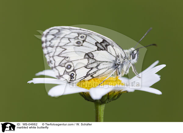 marbled white butterfly / WS-04662
