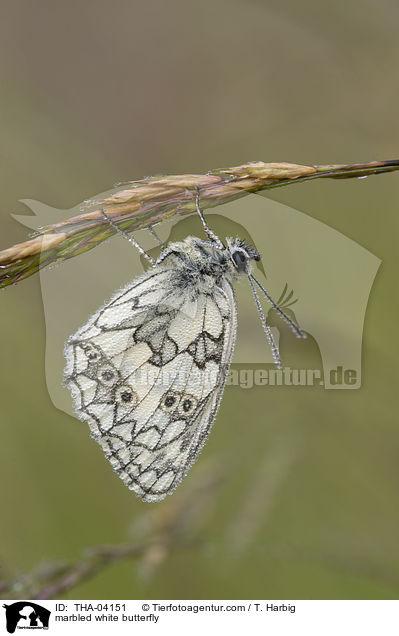 marbled white butterfly / THA-04151