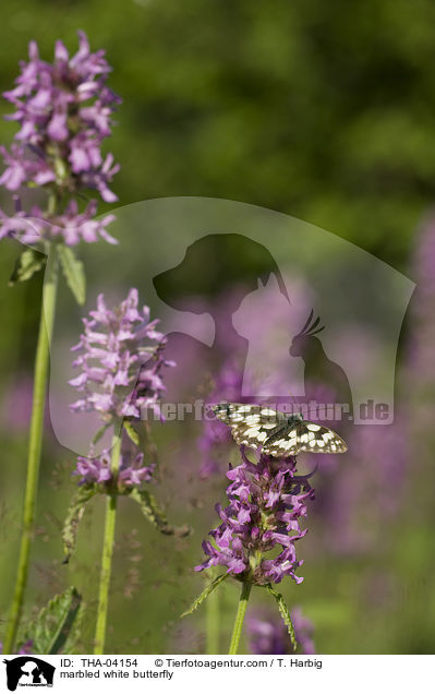 marbled white butterfly / THA-04154