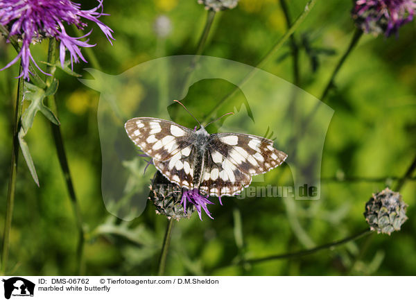 marbled white butterfly / DMS-06762