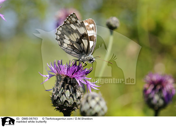 marbled white butterfly / DMS-06763