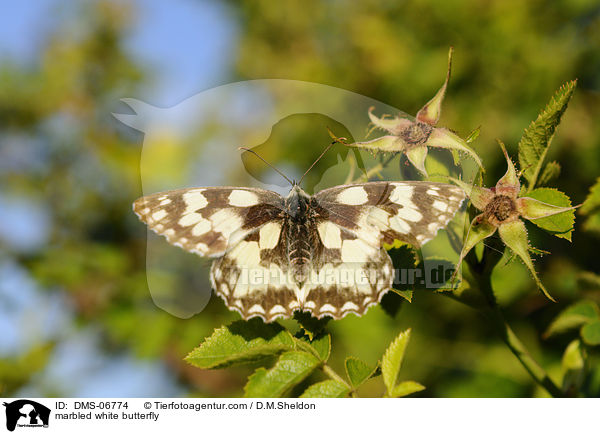 marbled white butterfly / DMS-06774