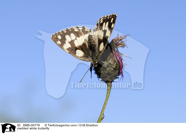 marbled white butterfly / DMS-06776