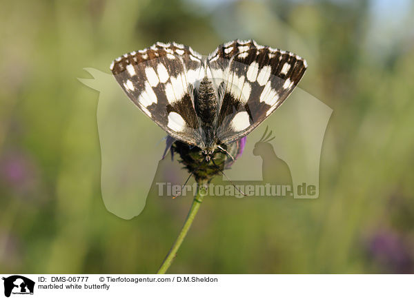 marbled white butterfly / DMS-06777