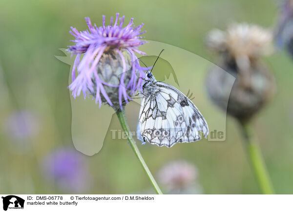 marbled white butterfly / DMS-06778