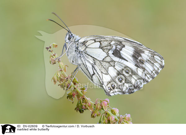 marbled white butterfly / DV-02609