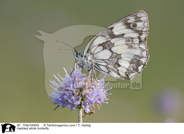 marbled white butterfly / THA-04909