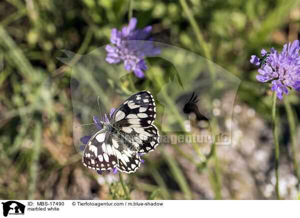 marbled white / MBS-17490