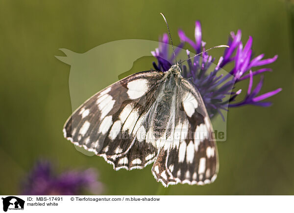 marbled white / MBS-17491