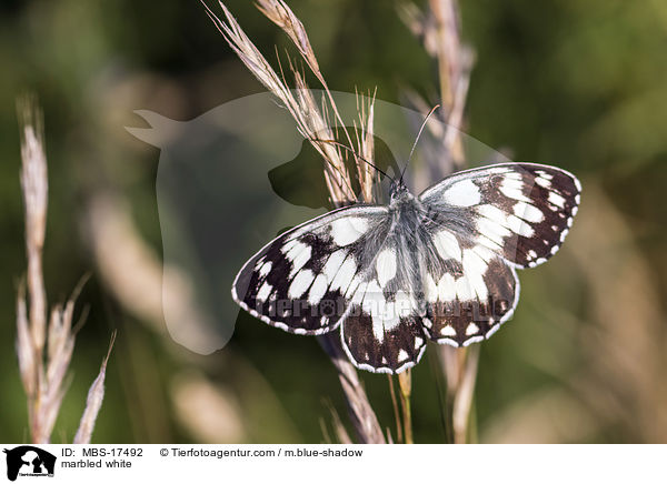 marbled white / MBS-17492