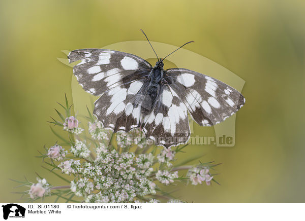Marbled White / SI-01180