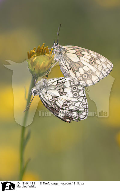 Marbled White / SI-01181