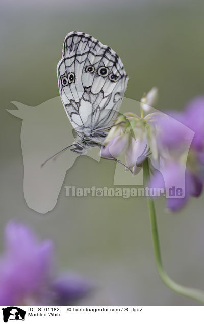 Marbled White / SI-01182