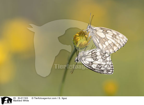Marbled White / SI-01183