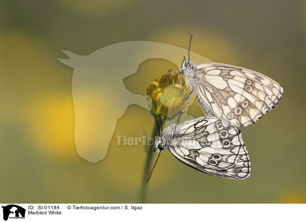 Marbled White / SI-01184