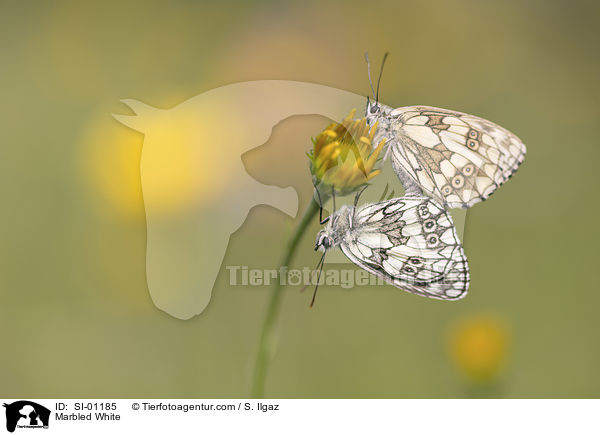 Marbled White / SI-01185