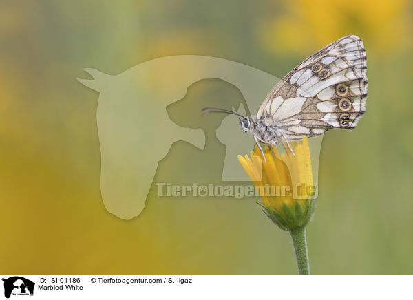 Marbled White / SI-01186