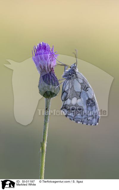 Marbled White / SI-01187