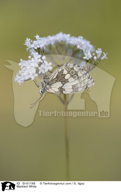Marbled White / SI-01188
