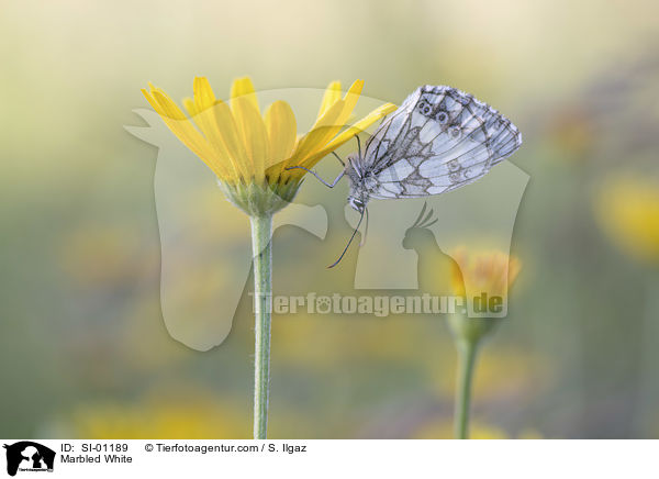 Marbled White / SI-01189