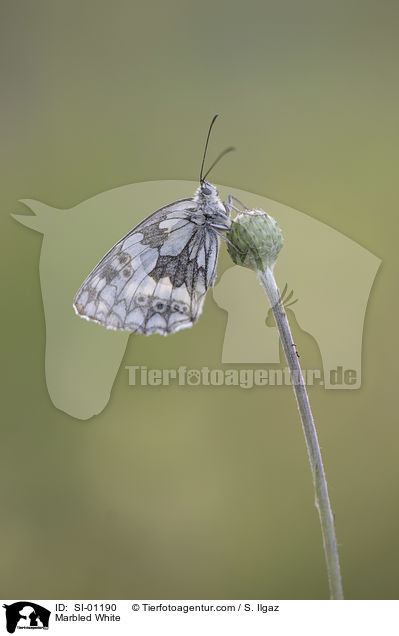 Marbled White / SI-01190