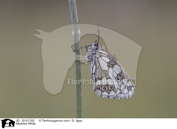 Marbled White / SI-01192
