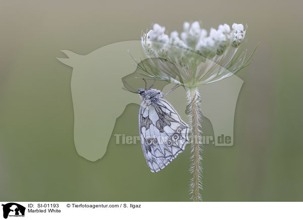 Marbled White / SI-01193