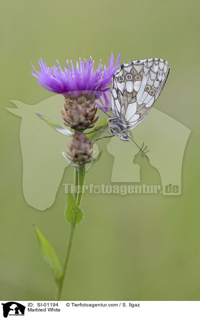 Marbled White / SI-01194