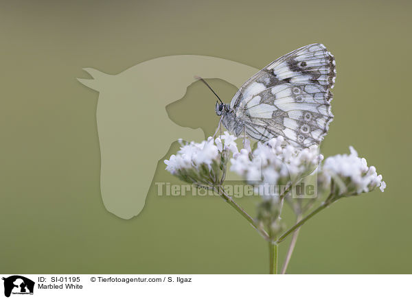 Marbled White / SI-01195