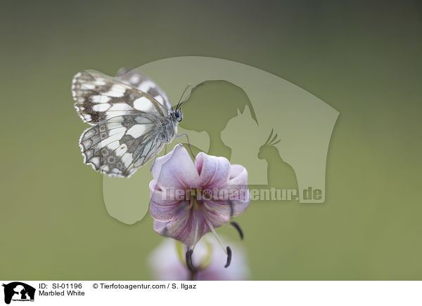 Marbled White / SI-01196