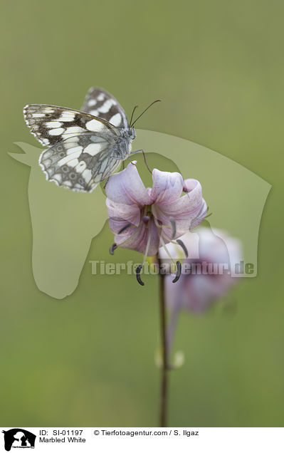 Marbled White / SI-01197