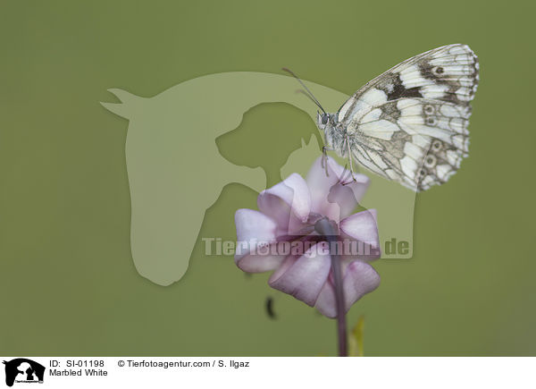 Marbled White / SI-01198