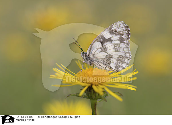 Marbled White / SI-01199