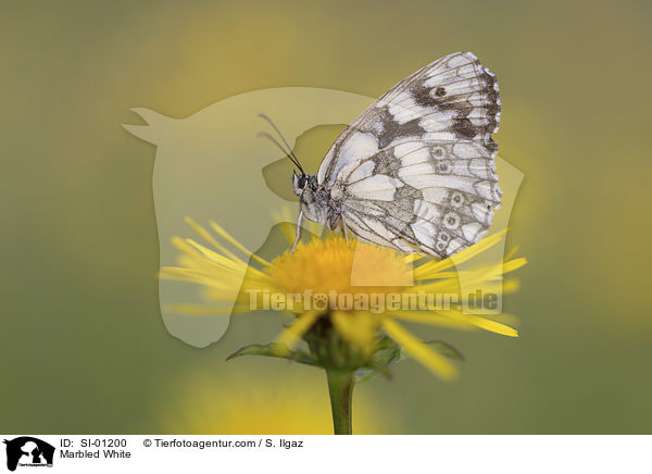 Marbled White / SI-01200