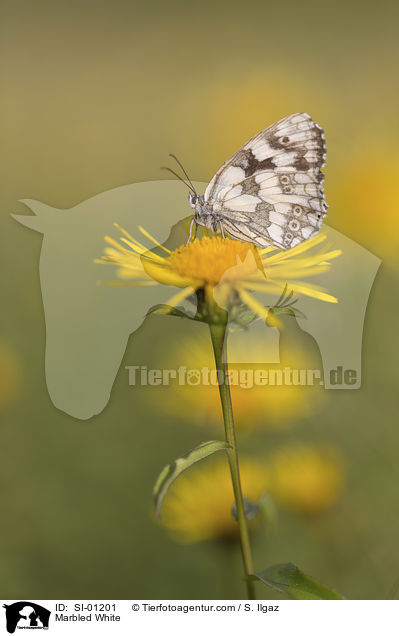 Marbled White / SI-01201