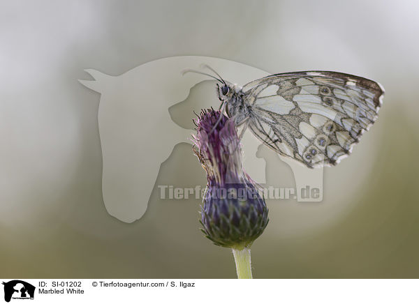 Marbled White / SI-01202