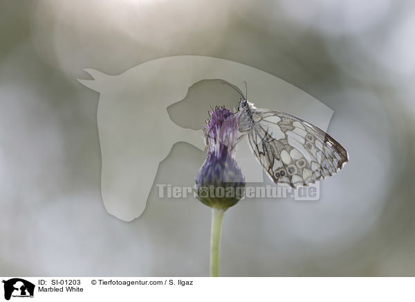 Marbled White / SI-01203