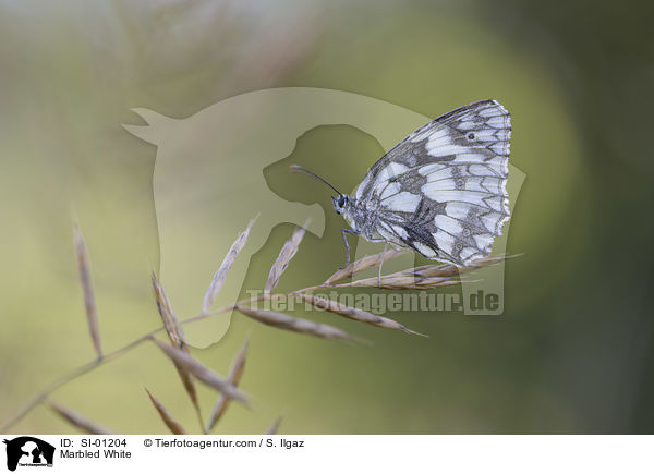 Marbled White / SI-01204