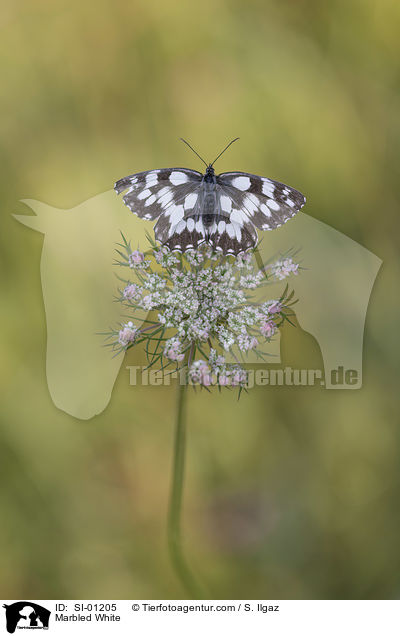 Marbled White / SI-01205