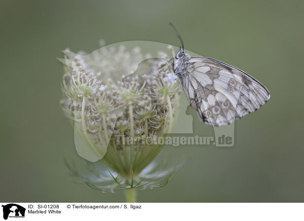 Marbled White / SI-01208