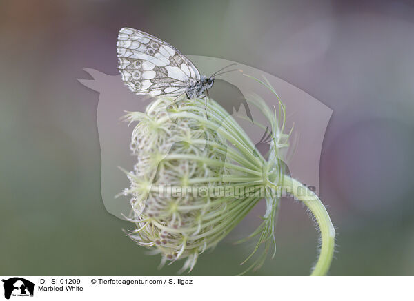 Marbled White / SI-01209