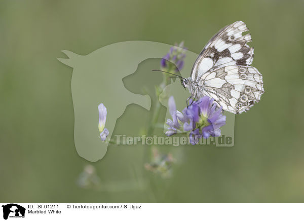 Marbled White / SI-01211